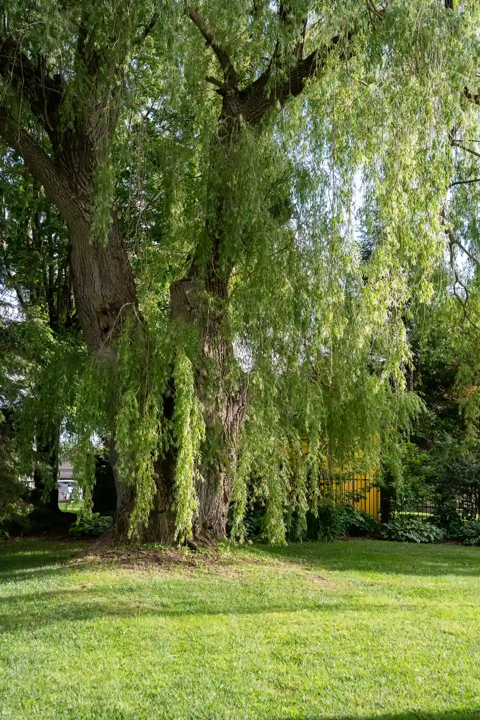 Mature willow tree on the lawn