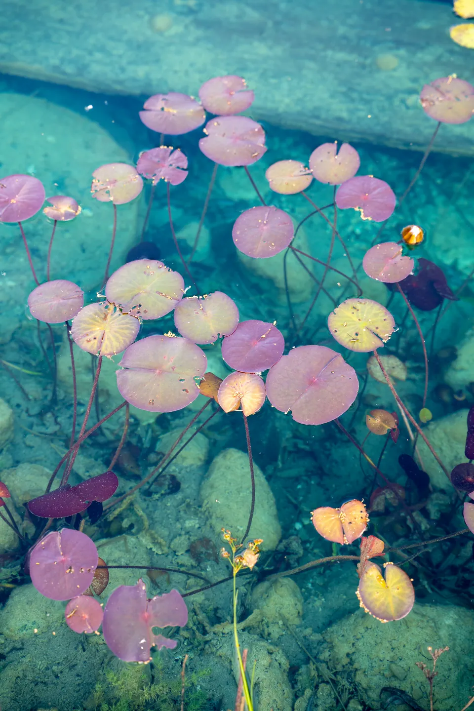 Lily pads beneath clear pond water