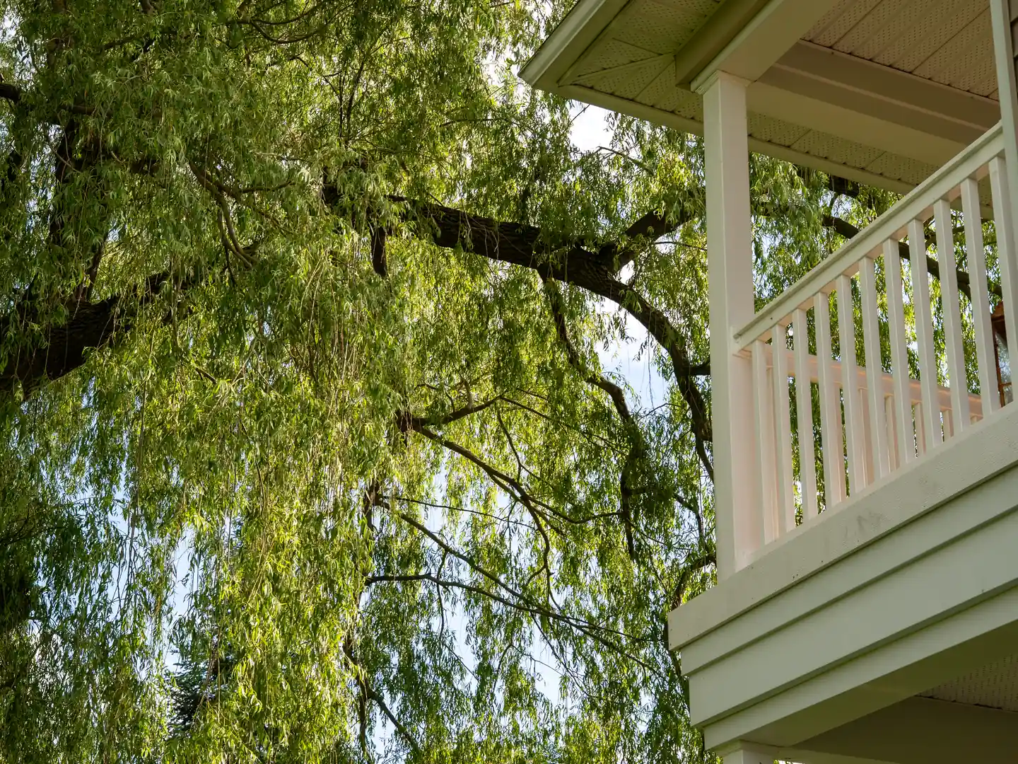 Willow branches draped beside an upper balcony railing.